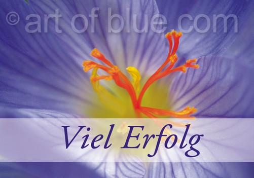 Grußkarten Krokus Viel Erfolg P416