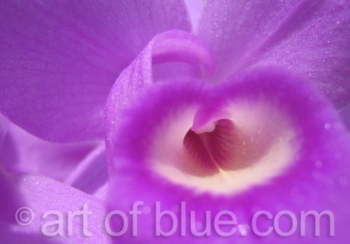 Grusskarte Orchidee Bateman P042