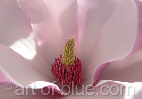 Grusskarte Blütenzauber Magnolie p075