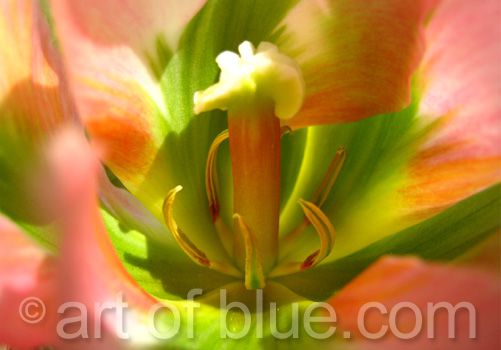 Grusskarte Tulipa Groenland P147