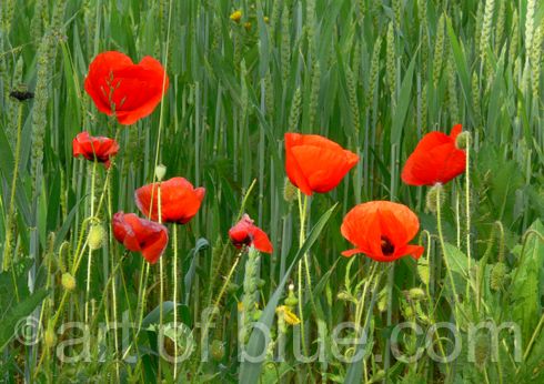 Grußkarte Mohnblüten Weizenfeld p743