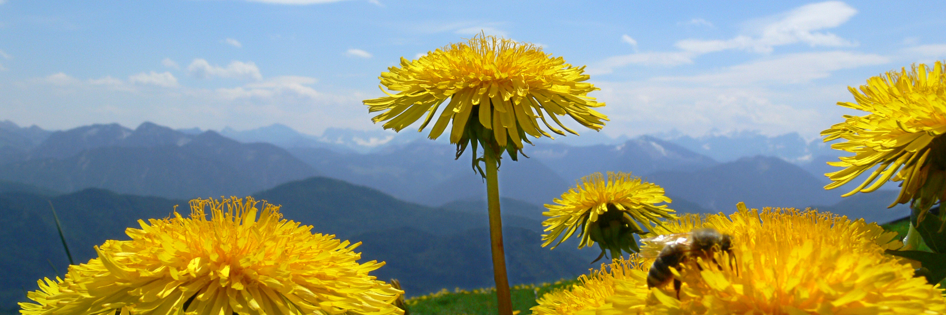 Banner-02-loewe_1950x650GAh3BPlATvsII