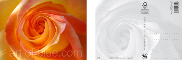 c342_rose_orientexpress-do_2