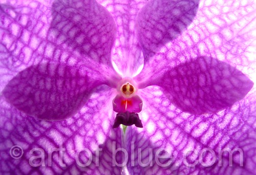 Postkarte Orchidee Vanda c329